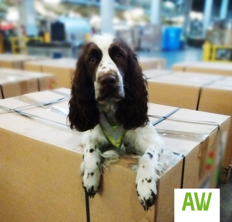 AWiAS Aviation Services K9 Lotte Hunde AWiAS Aviation Services K9 Lotte Hunde