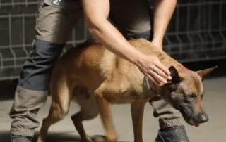 AWiAS Spürhunde Workshop