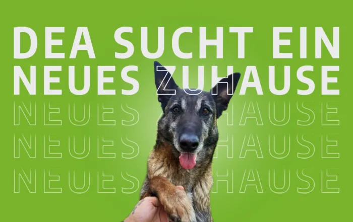 DEA neues zuhause