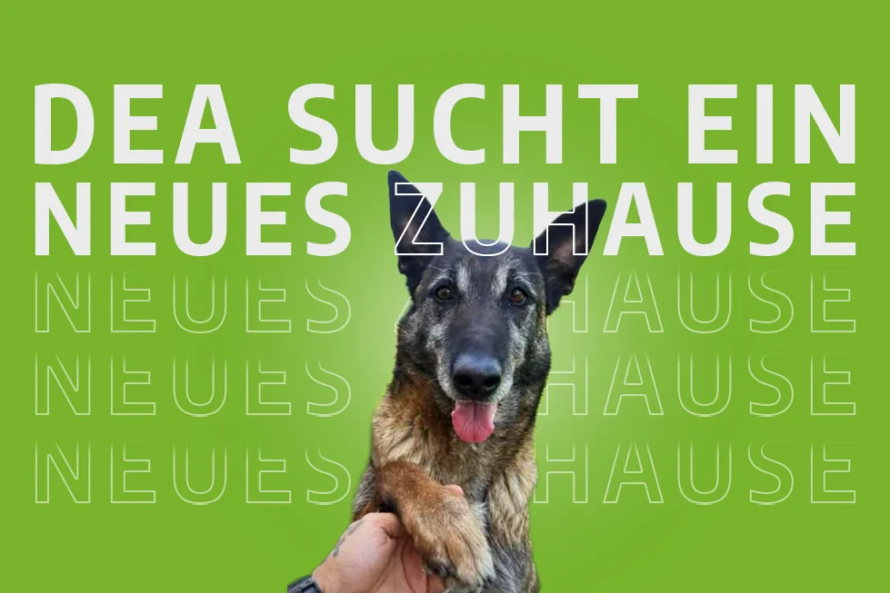 DEA neues zuhause